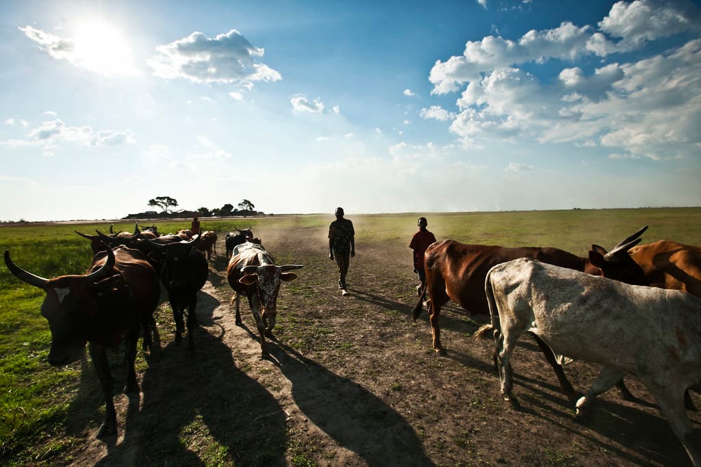 Farmers with livestock in Mongu, Zambia