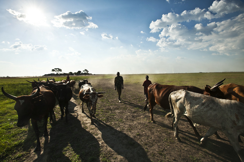 Farmers with livestock in Mongu, Zambia
